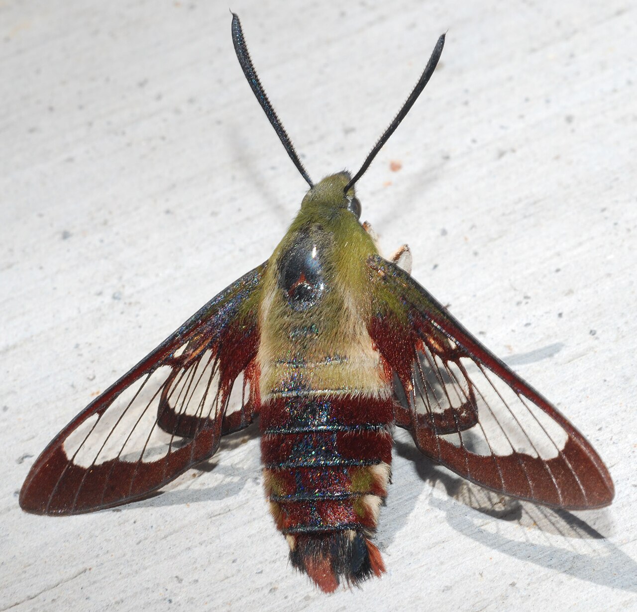 Hummingbird Moth or Actual Hummingbird?