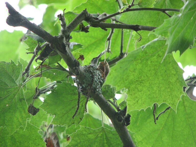 Hummingbird Nest: Size, Materials, Eggs, and Where to Look