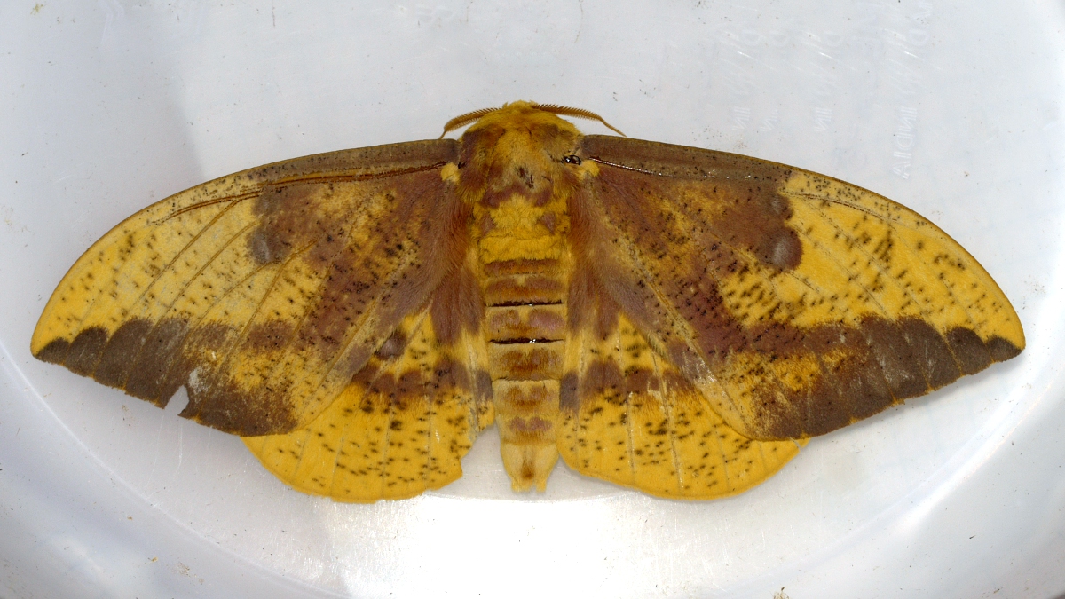 Imperial Moth: ID, Caterpillar, and Underground Pupation