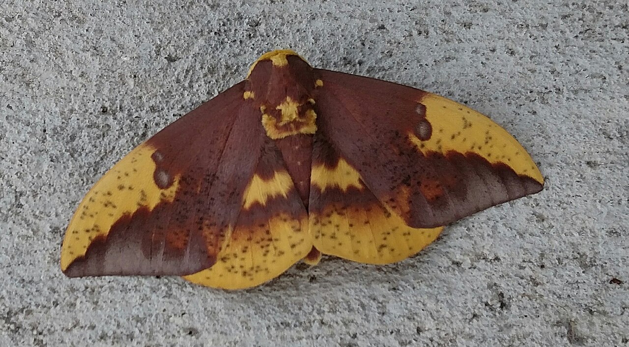 The Caterpillar