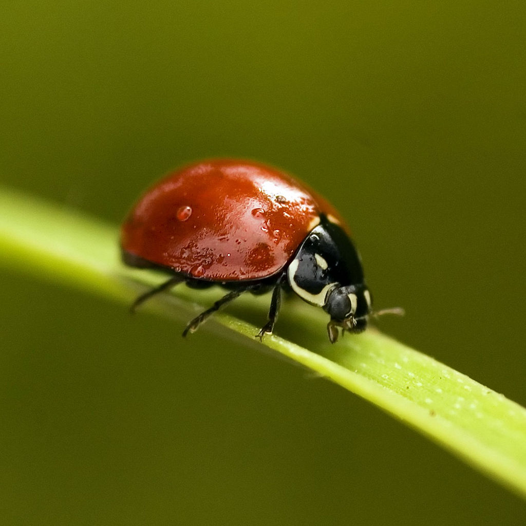 Why True Ladybugs Deserve Protection, Not Removal