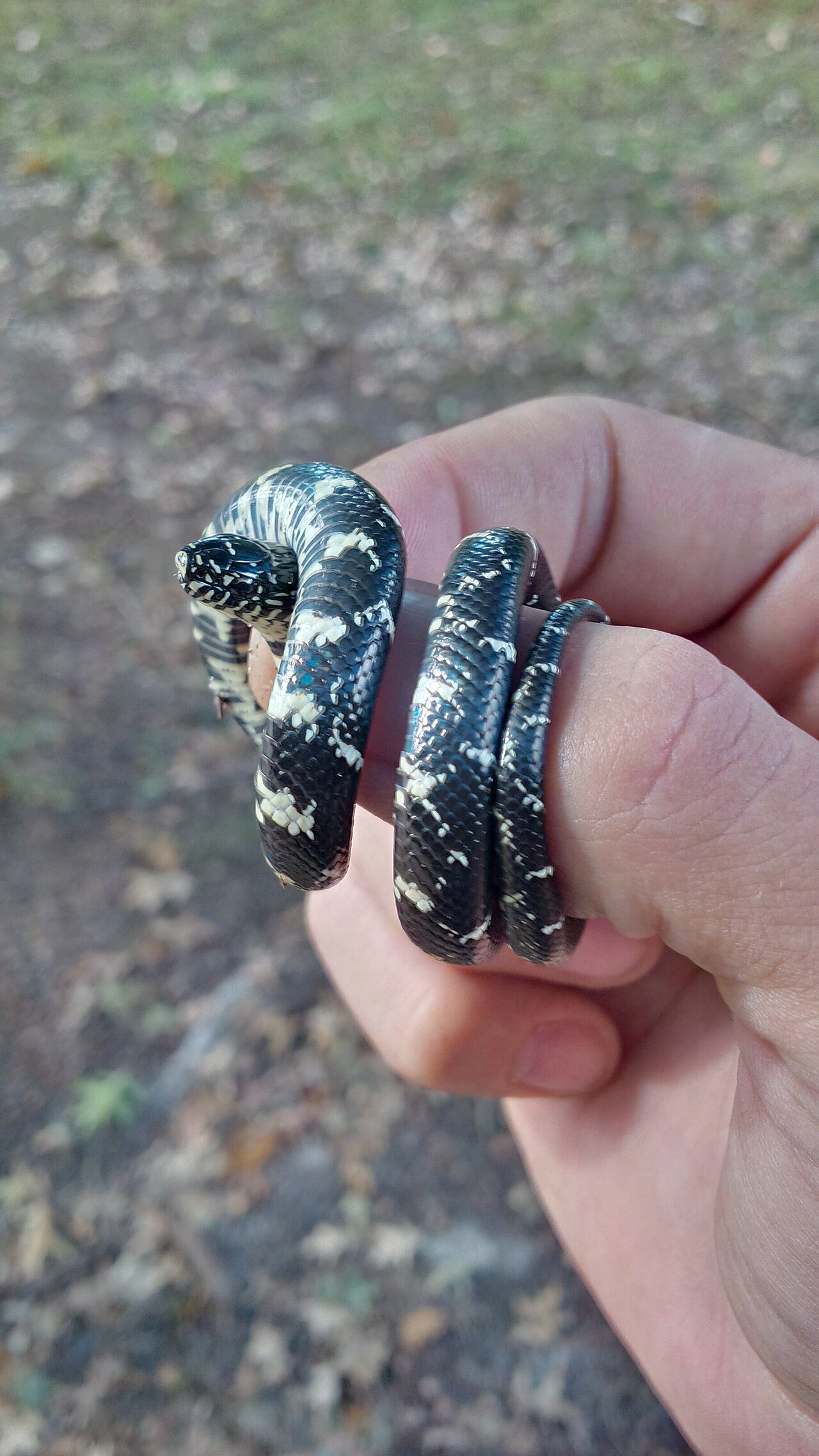 King Snake: Species, Venom Resistance, and Identification