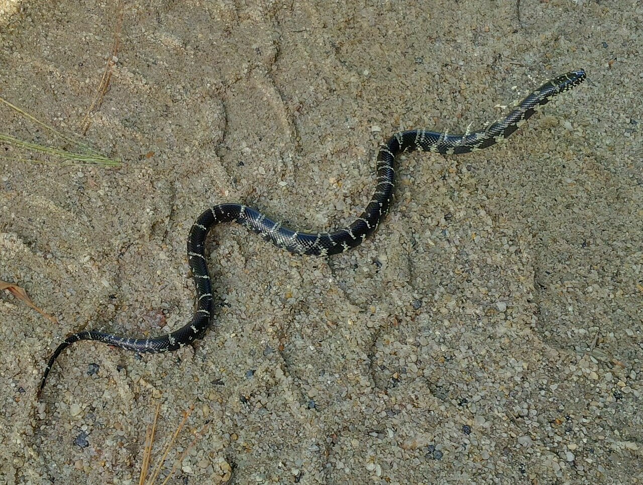 Common King Snake Species