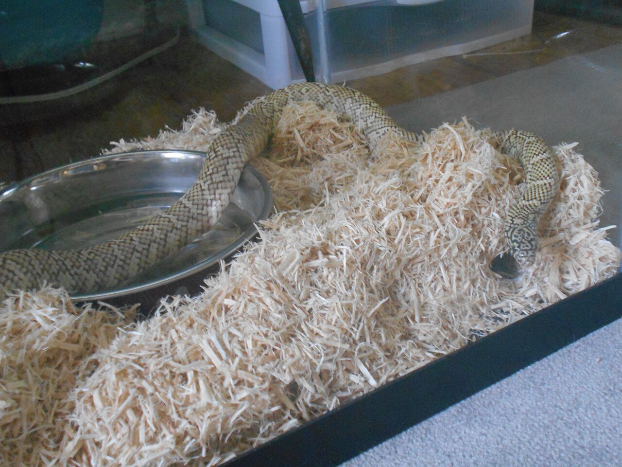 Are King Snakes Dangerous?