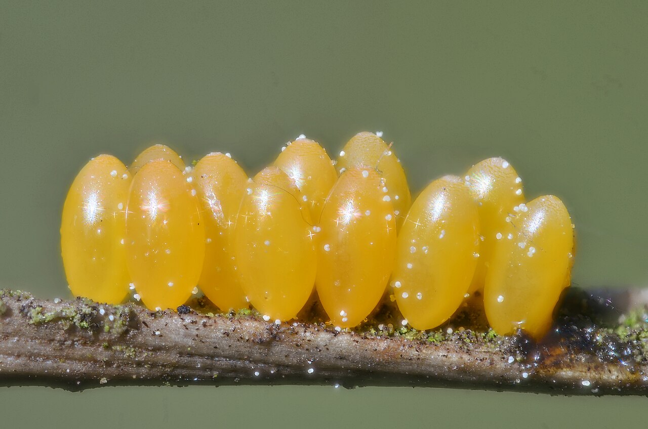Ladybug Eggs: ID, Hatching, and the Potato Beetle Mixup