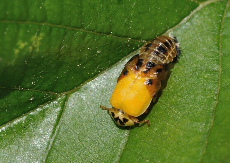 Ladybug Infestation: Causes, Removal, and Prevention