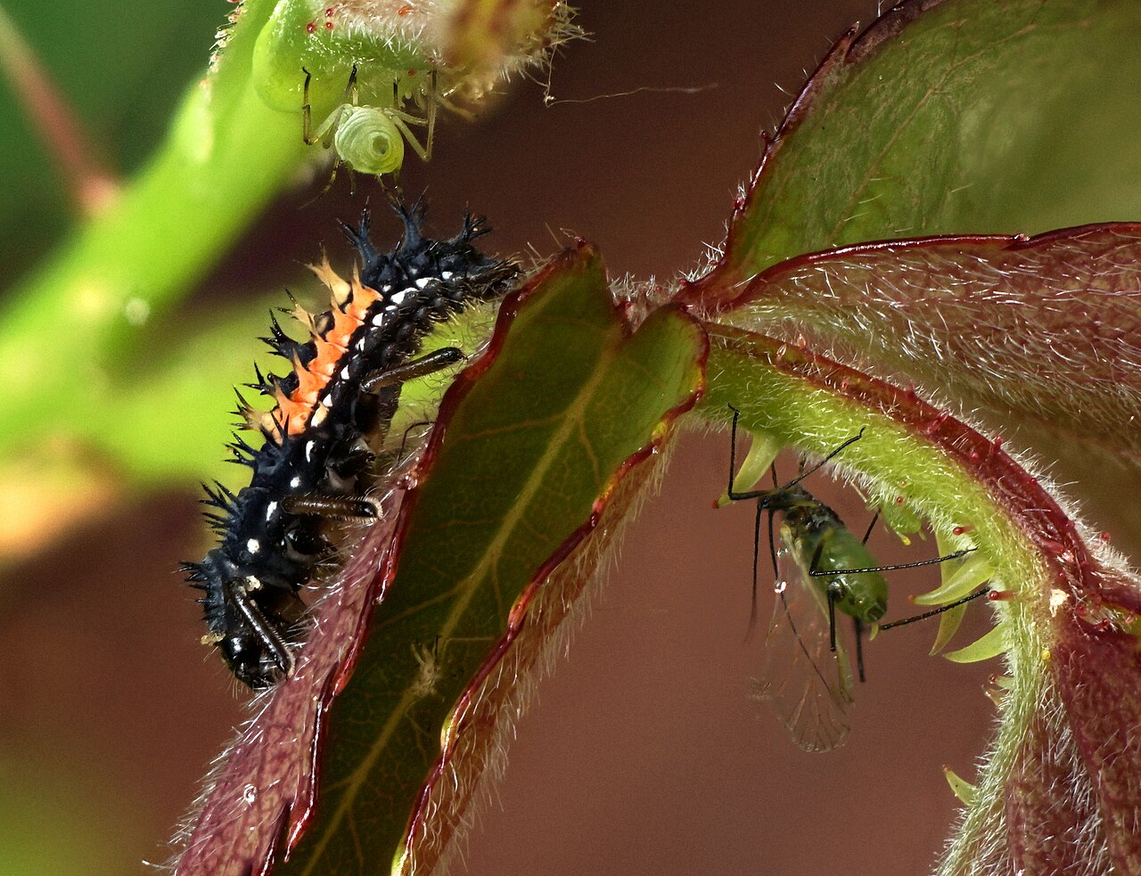 Why It Is Not Native Ladybugs