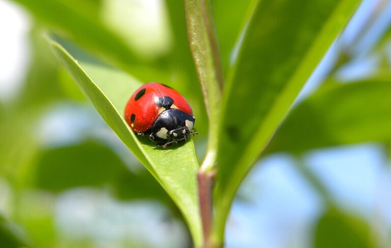 Ladybug Lands on You? Luck and Meaning Explained