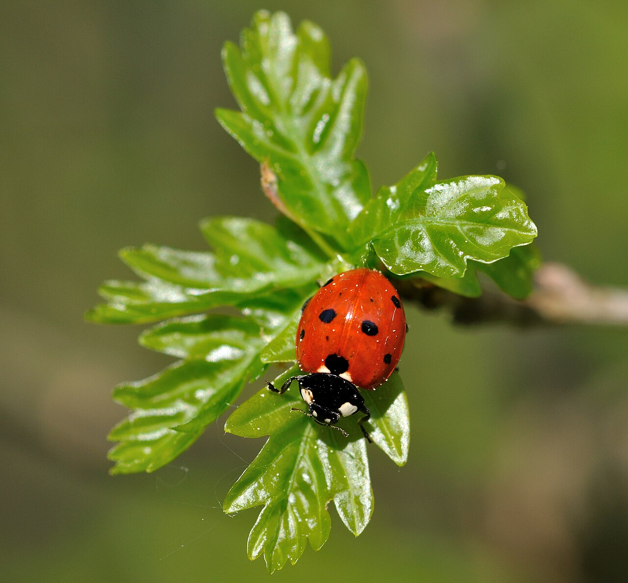 Ladybugs as a Sign From Angels