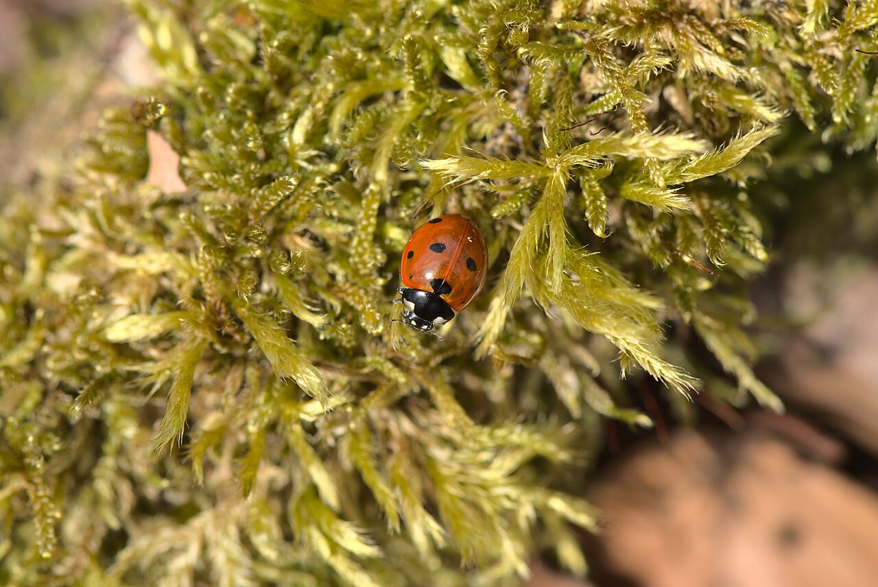 What the Color of the Ladybug Means