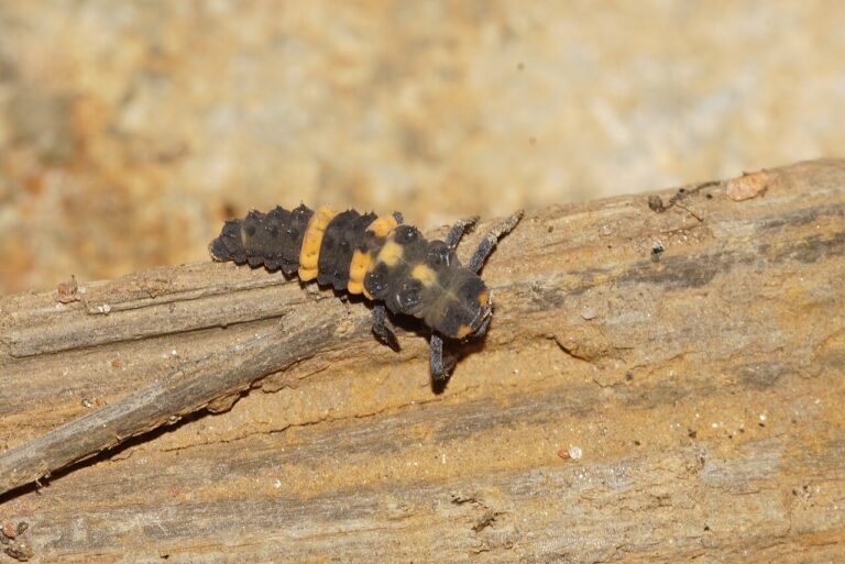 Ladybug Larvae: ID, What They Eat, and Why Not to Kill Them
