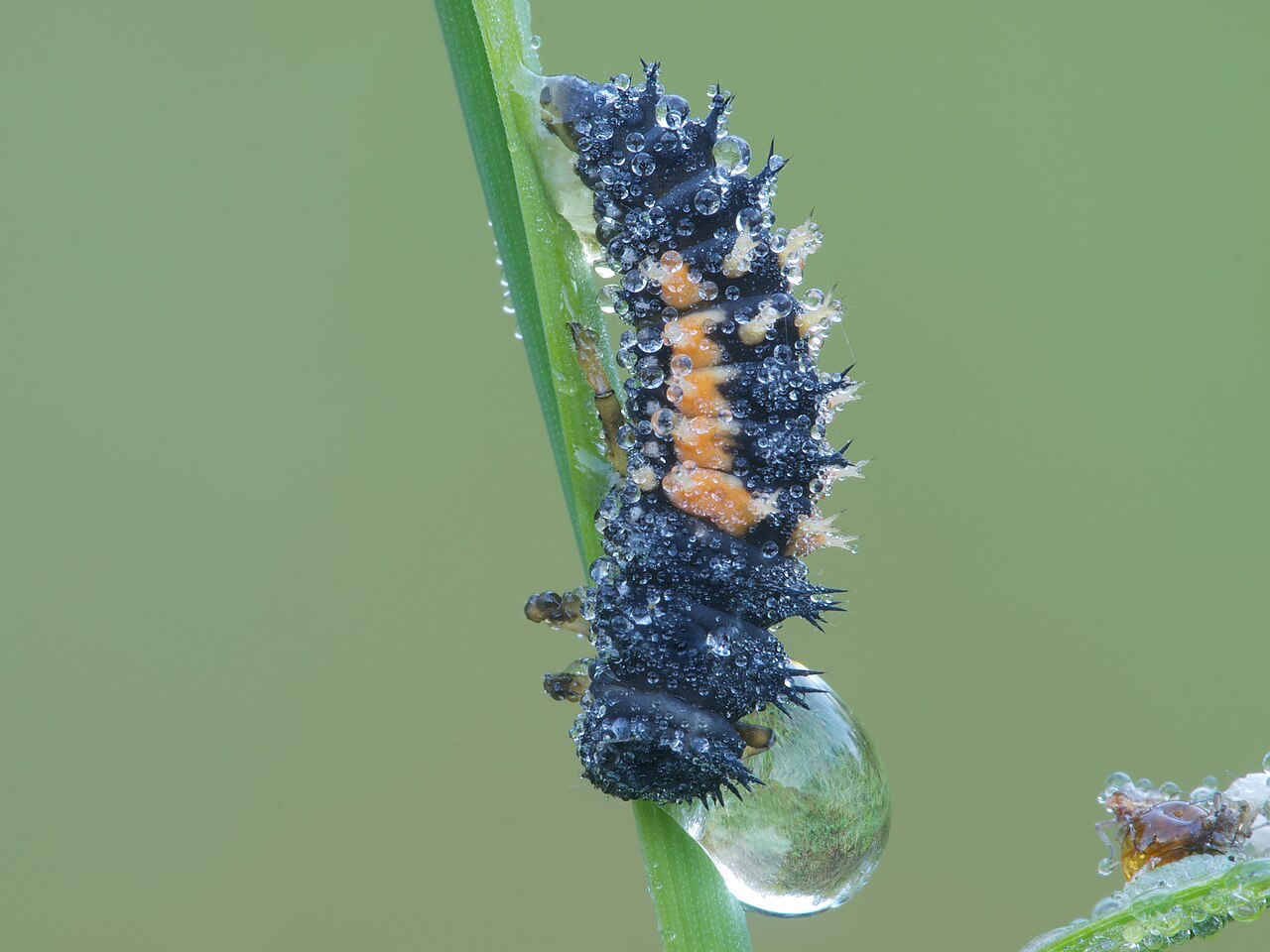 Larvae People Confuse Them With