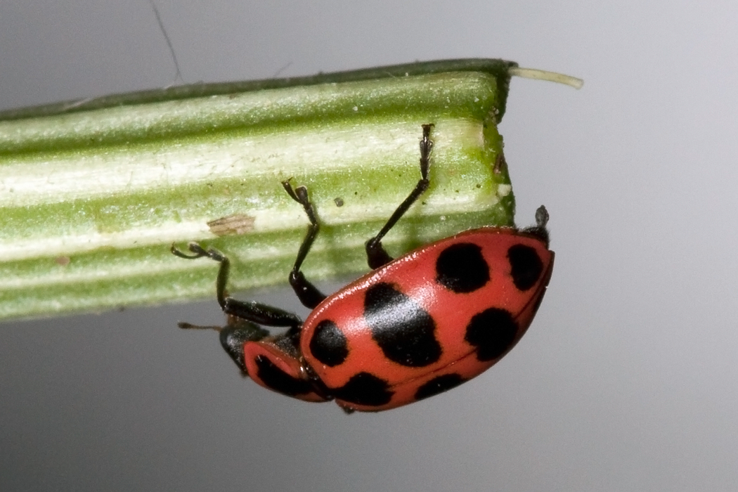 Ladybug Look Alike: Insects Commonly Mistaken for Ladybugs