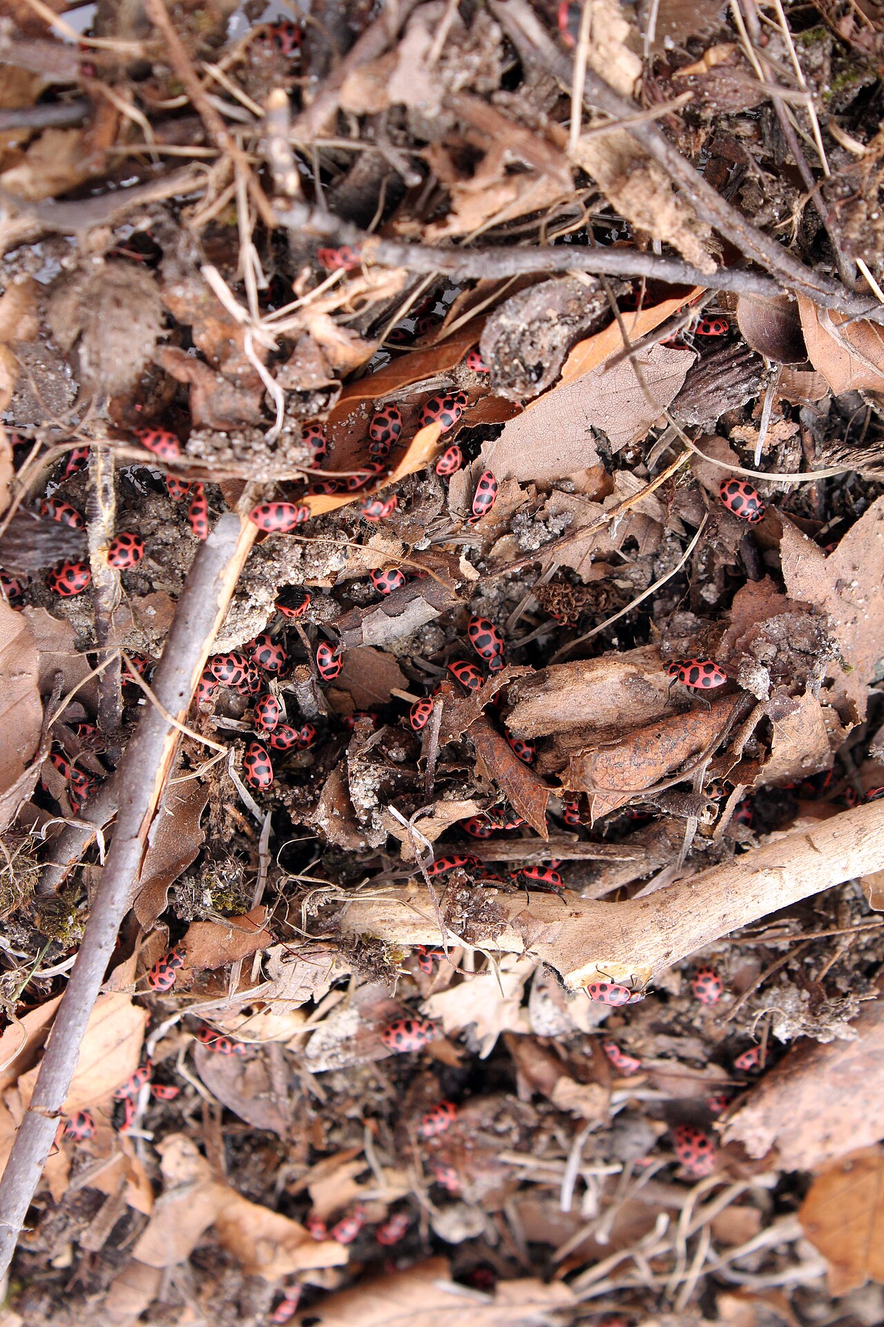 Boxelder Bugs: Similar Color, Different Shape