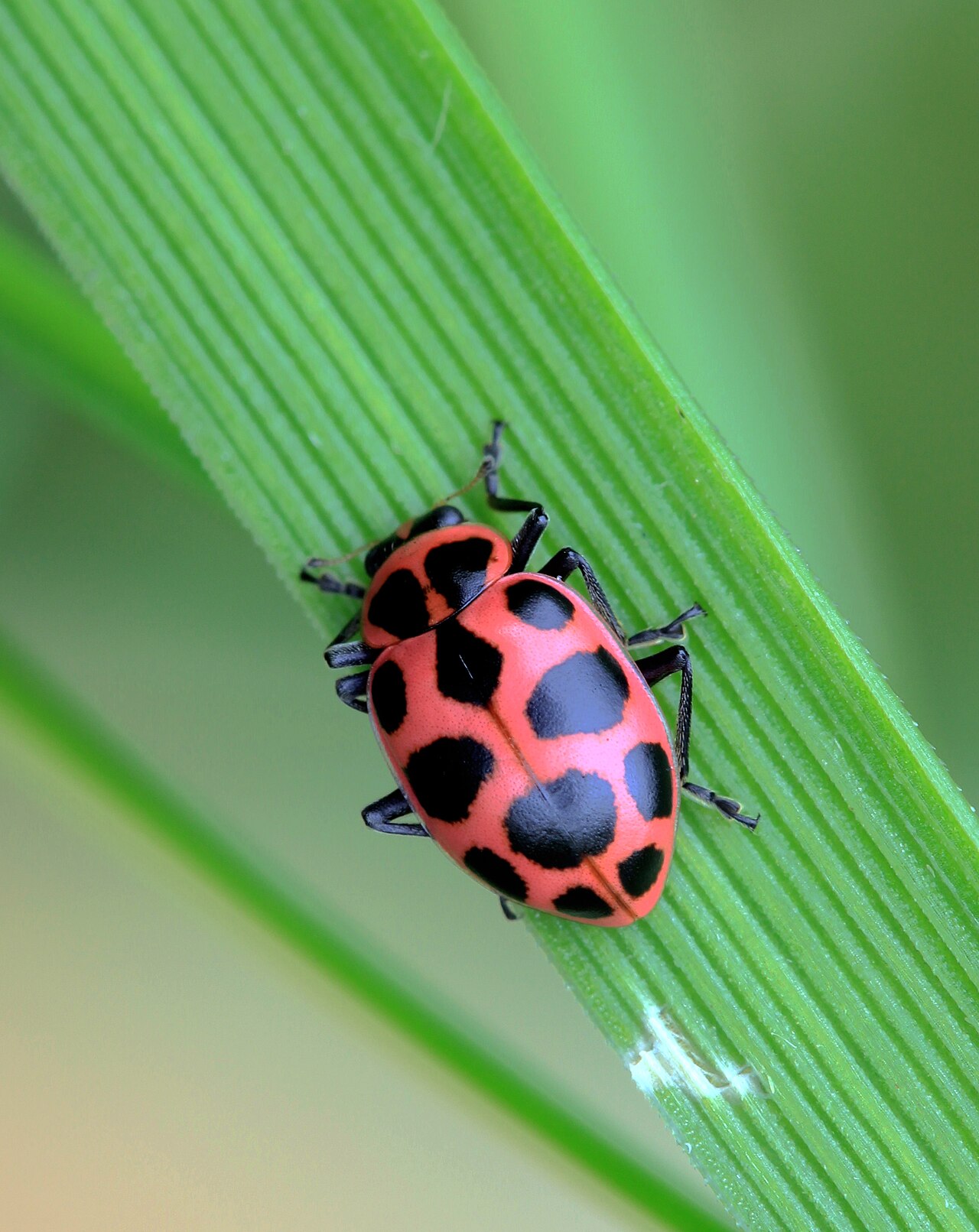 Milkweed Bugs and Other True Bugs