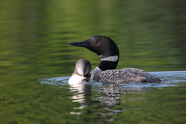 Loon Sounds: The Wail, Tremolo, and Yodel Explained