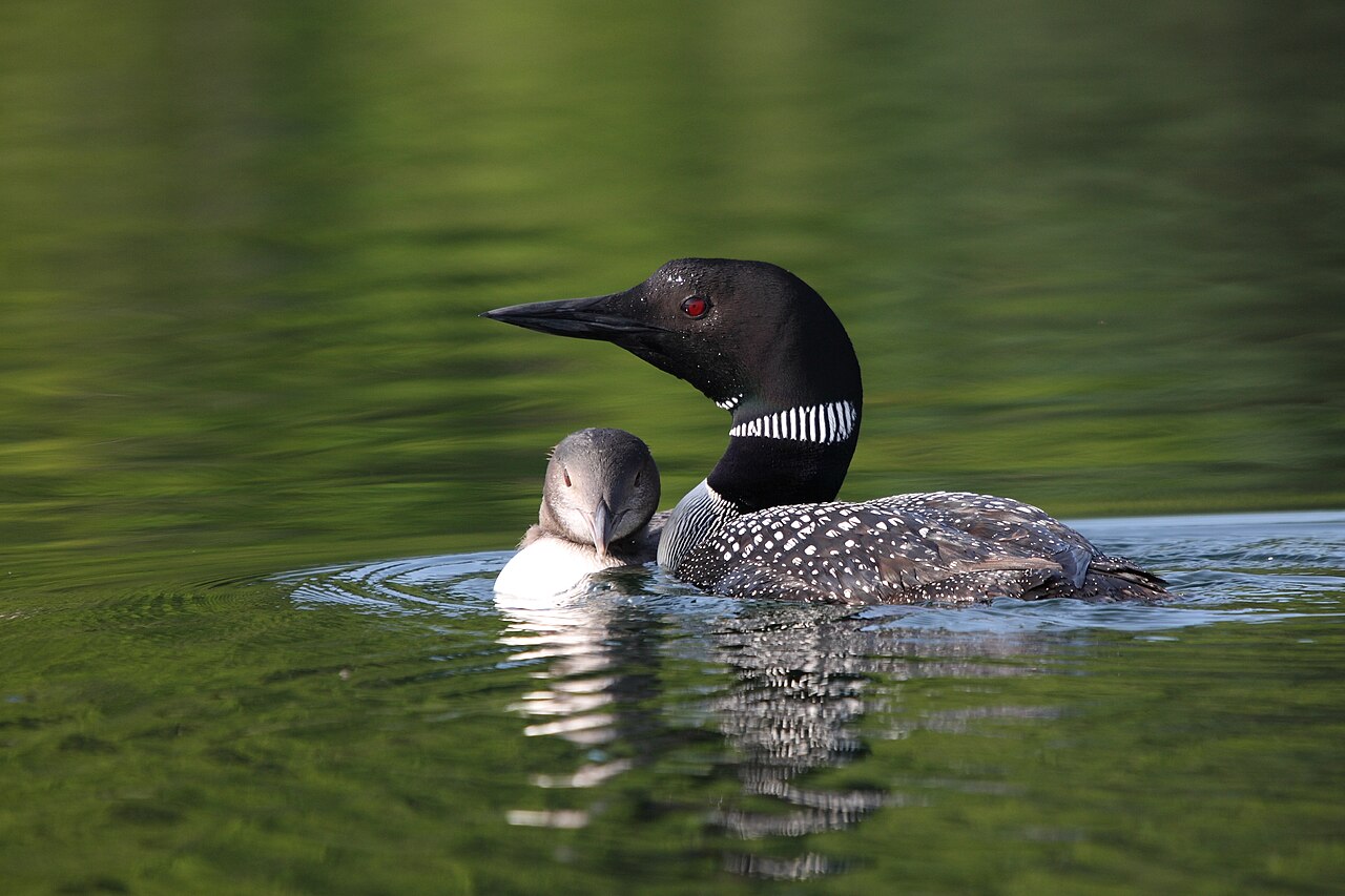 Loon Sounds: The Wail, Tremolo, and Yodel Explained