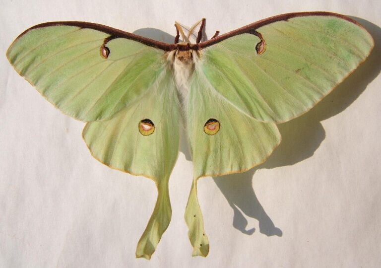 Luna Moth Meaning: Symbolism of the Rarest Visitor
