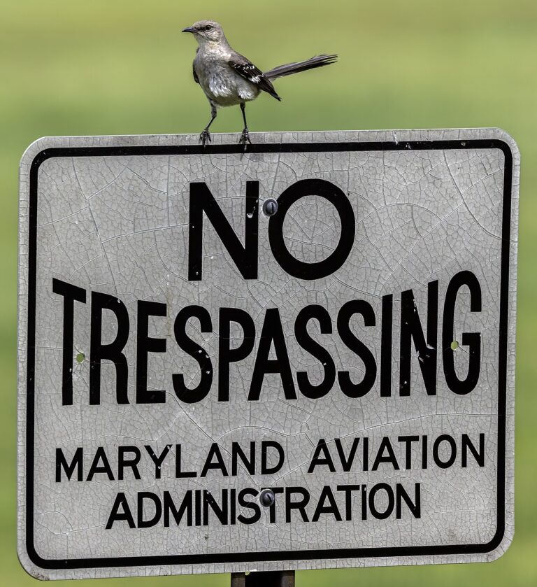 Mockingbird Sounds: The Remarkable Mimicry Explained