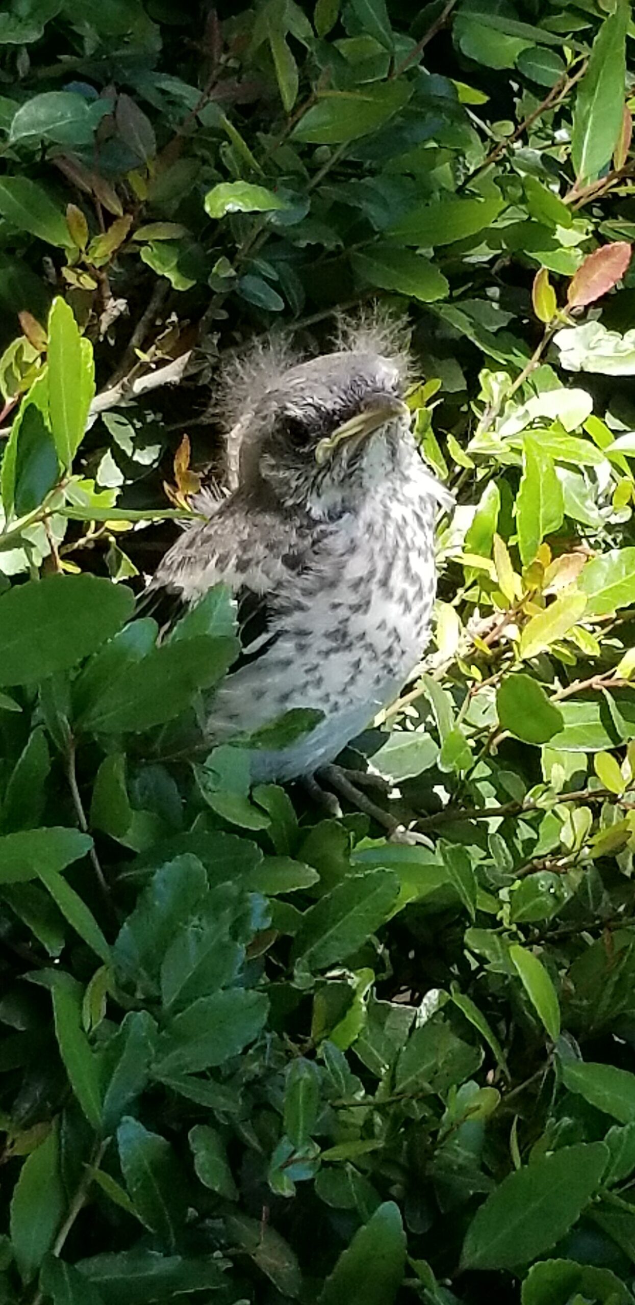 The Mockingbird's Own Calls