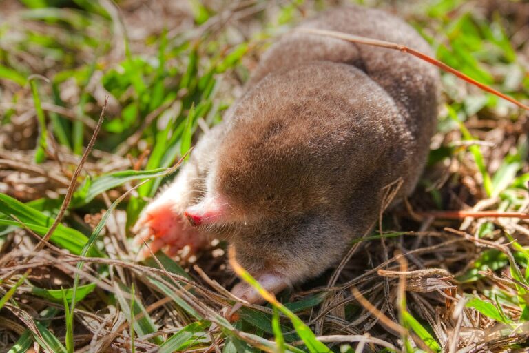 Mole Poop: Why You’ll Never Actually See It