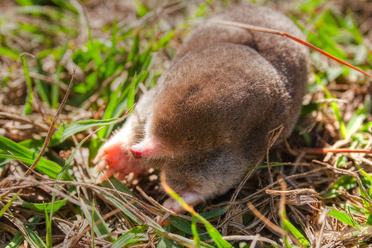 Mole Poop: Why You’ll Never Actually See It