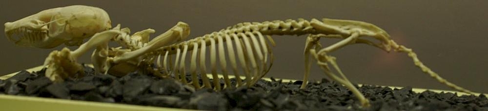 Better Identification: Molehills and Surface Tunnels