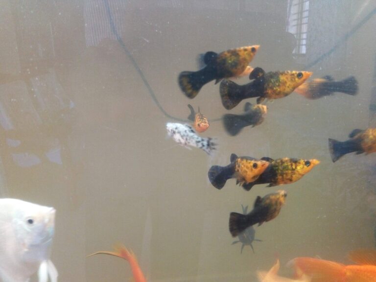 Molly Fish: Care, Varieties, Breeding, and Water Needs