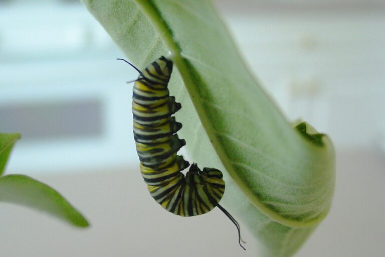 Monarch Caterpillar: ID, Milkweed, and the OE Problem