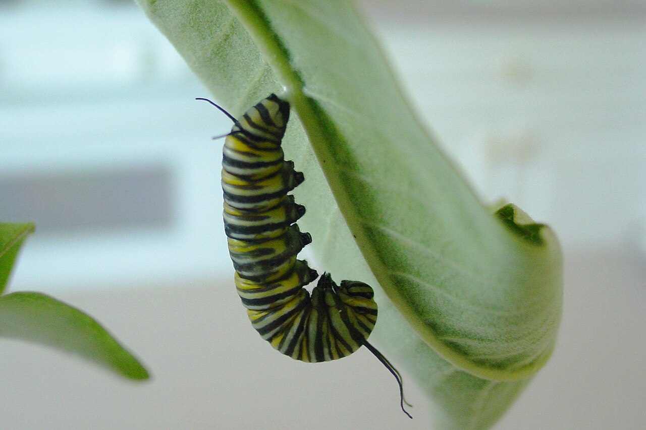 Monarch Caterpillar: ID, Milkweed, and the OE Problem