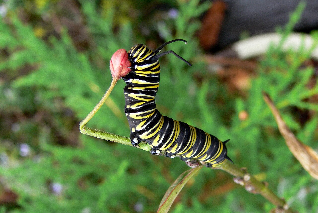 Milkweed and Nothing Else