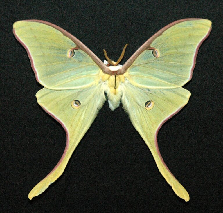 Moth Tattoo Meaning: Darkness, Light, and Transformation