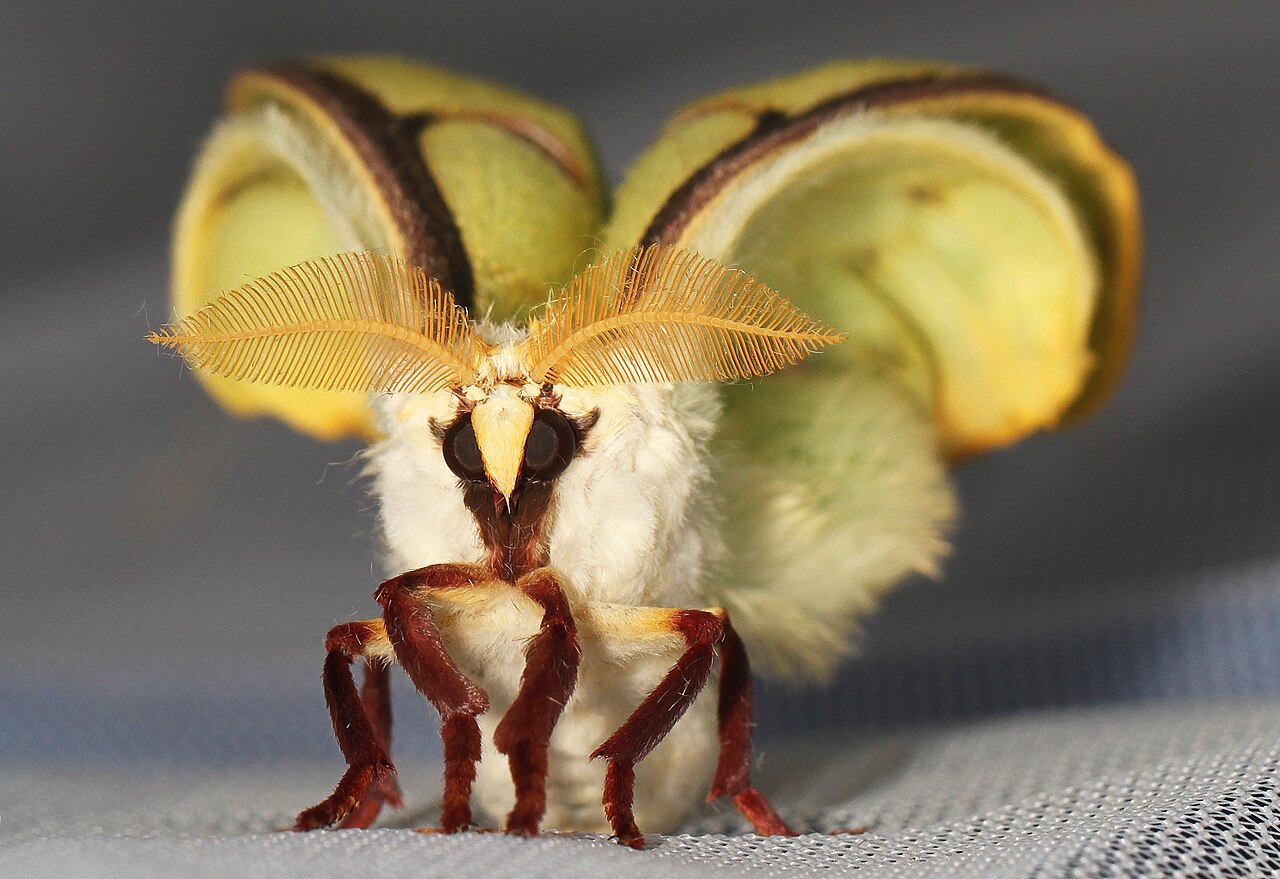 The Luna Moth: A Genuinely Special Case