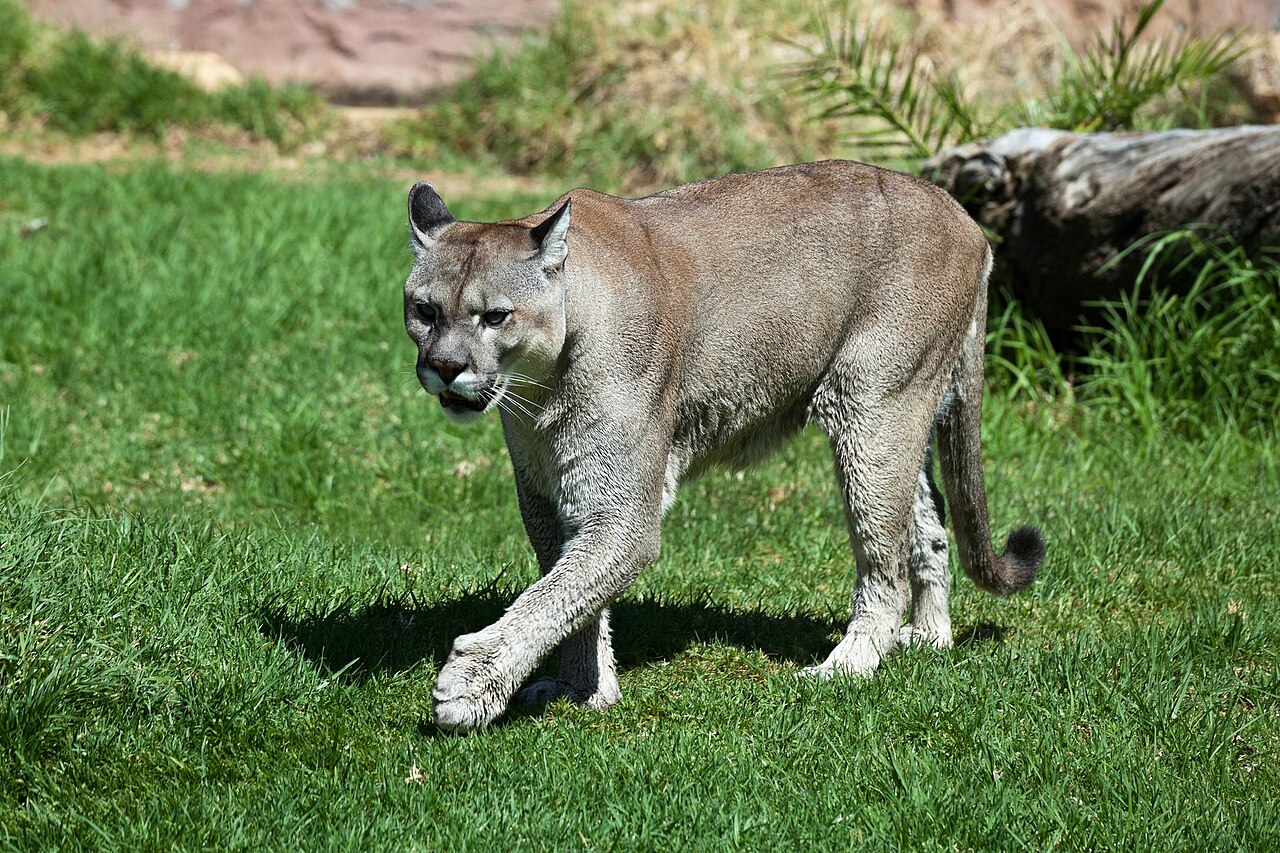 Mountain Lion Sounds: The Scream and Every Call Explained