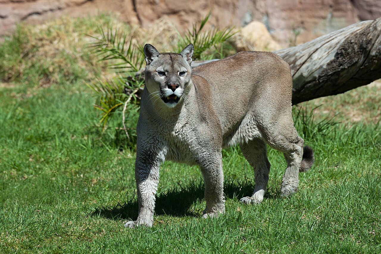 Growls, Hisses, and the Close-Range Warning System