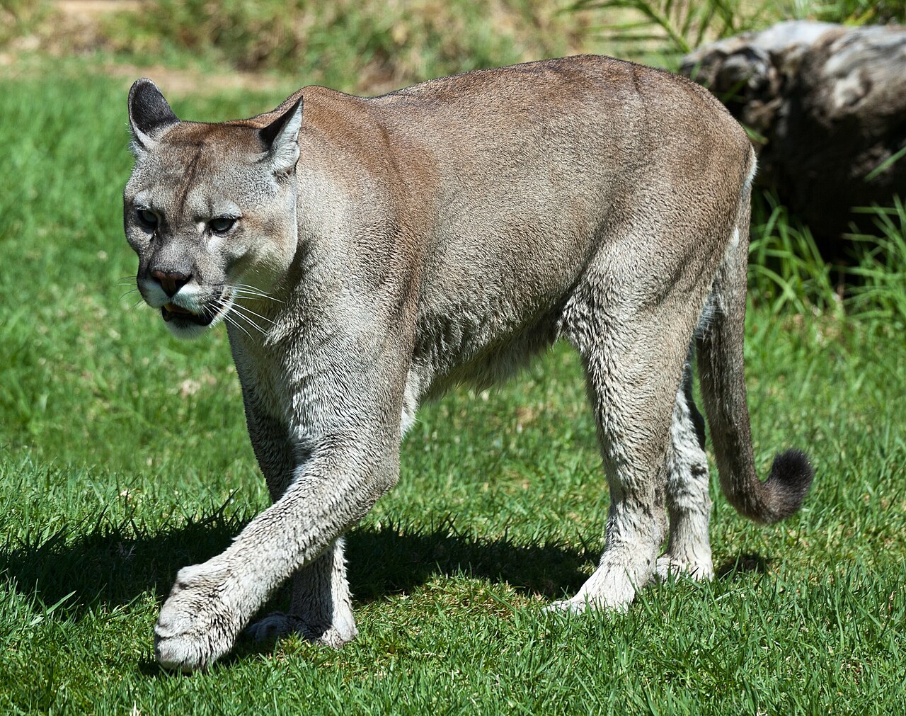 Why Mountain Lions Are Genuinely Rarely Heard
