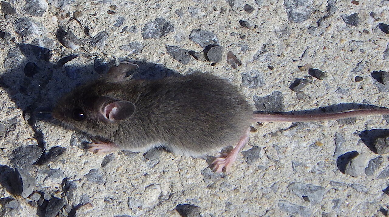 Mouse Poop: Identification, Health Risks, and Safe Cleanup