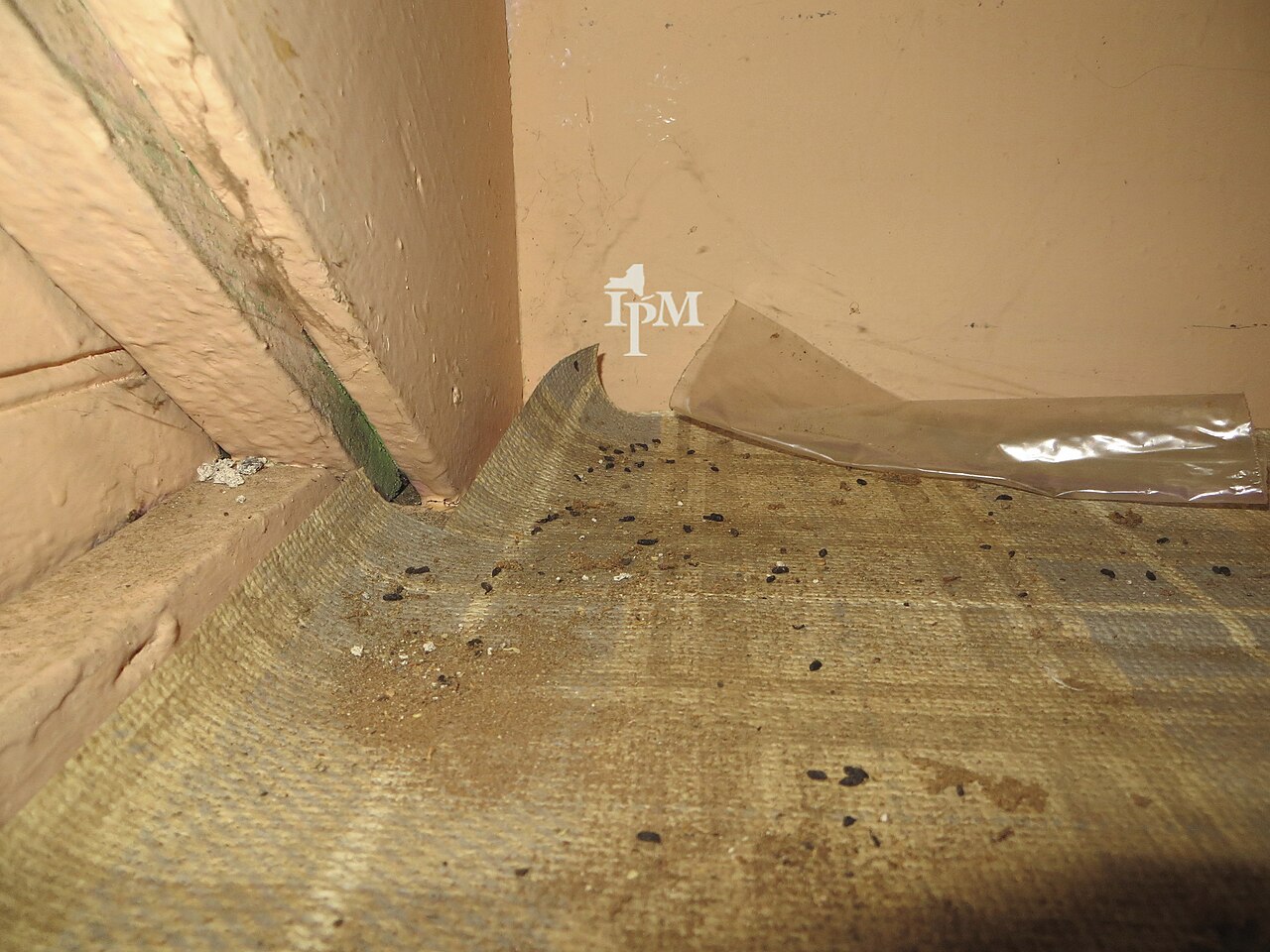 Quantity: Why Mouse Droppings Add Up Fast