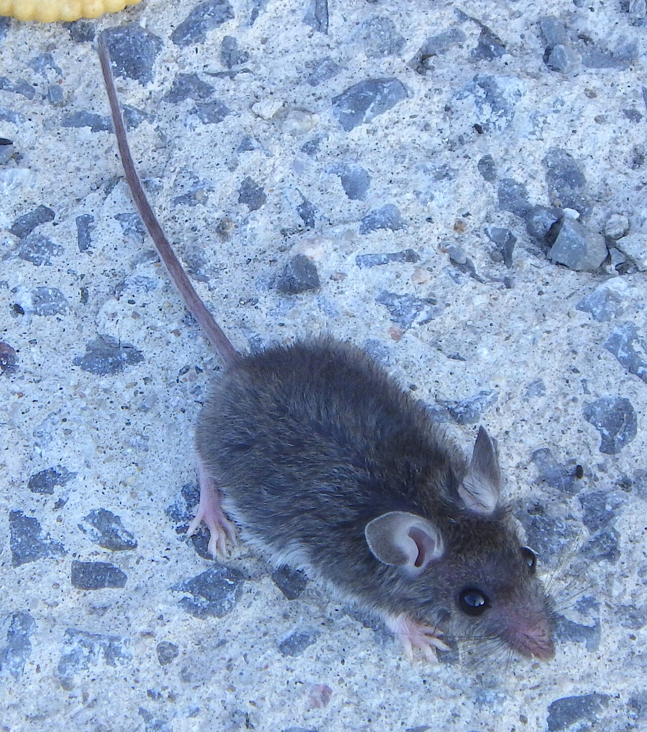 Health Risks: Hantavirus and Other Concerns
