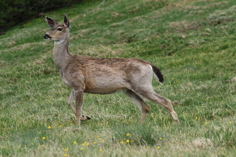 Mule Deer vs Whitetail: How to Tell Them Apart