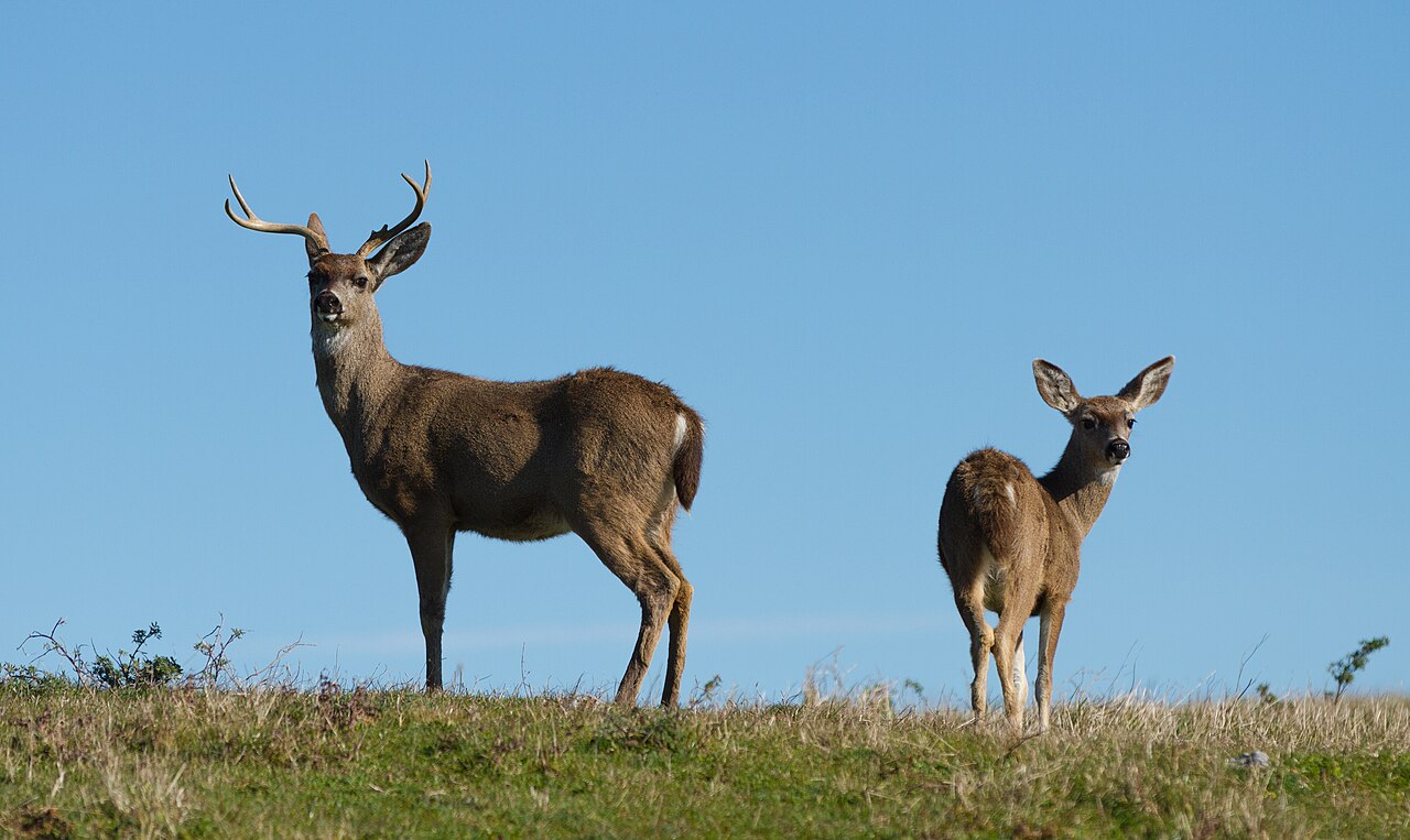 Size and Weight: How Much Bigger Is a Mule Deer?