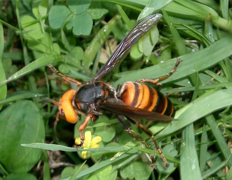 Murder Hornet: What It Is and What Happened to It