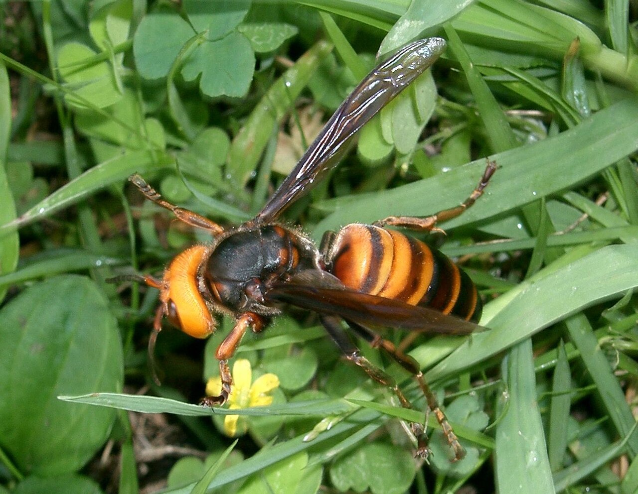 Murder Hornet: What It Is and What Happened to It