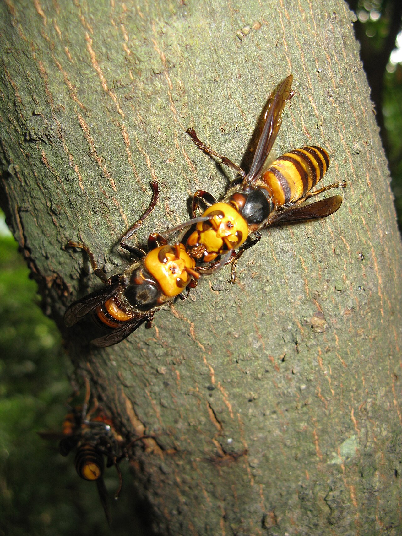 The Sting