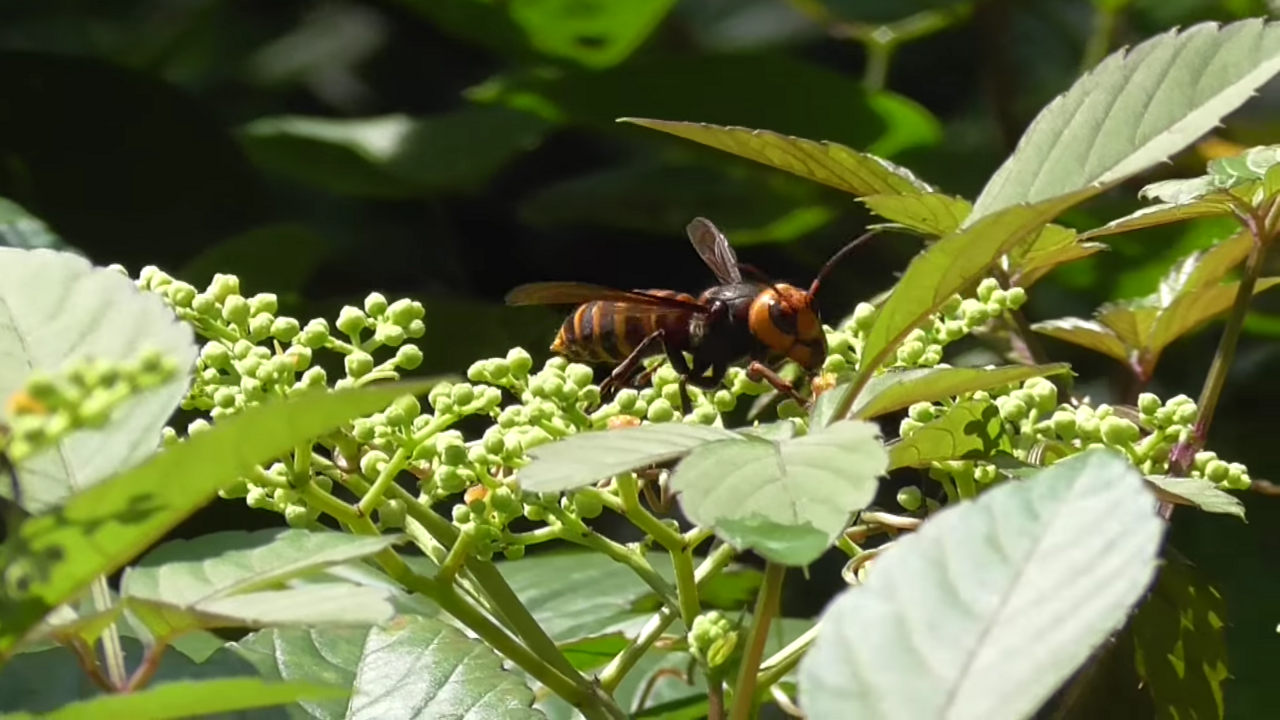 The Attack on Honey Bee Colonies