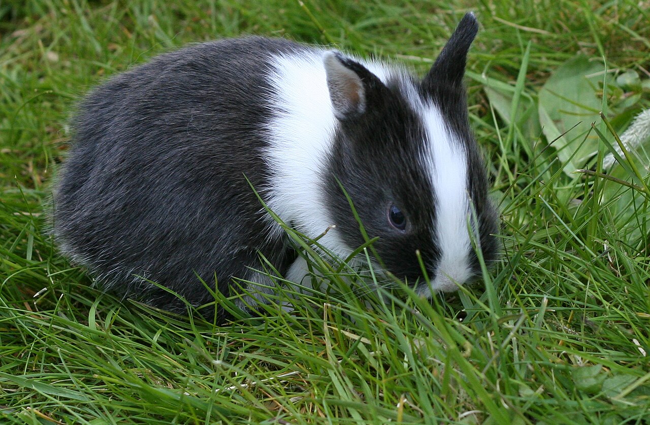 Netherland Dwarf Rabbit: Size, Colors, and Care Guide