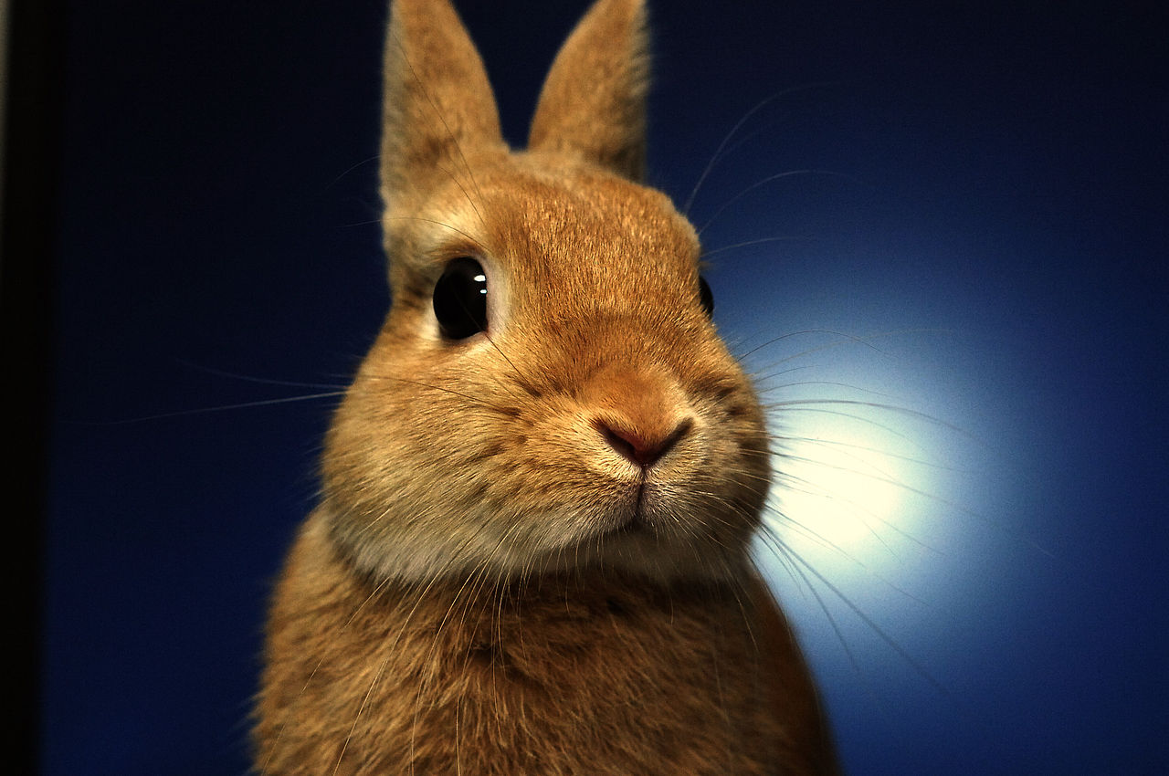 Netherland Dwarf Size and Body Type