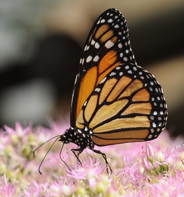 Orange and Black Butterfly: Monarch, Viceroy, and Lookalikes