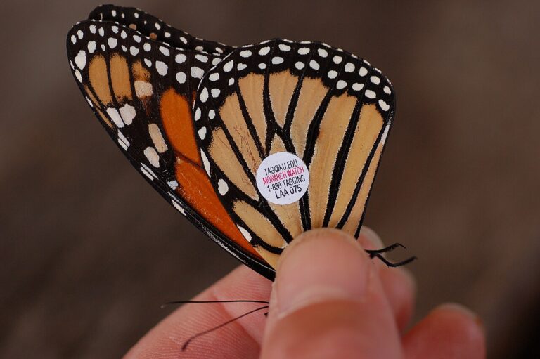 Orange Butterfly: Species Identification and Meaning