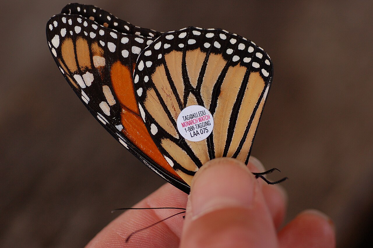 Orange Butterfly: Species Identification and Meaning